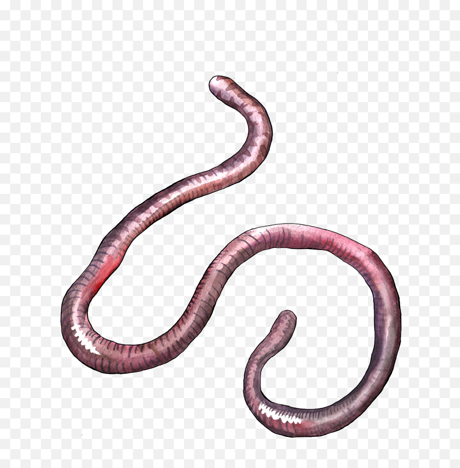 Earthworm Worm Png - Snake Transparent Cartoon Jingfm Lombriz Png,Worm Png