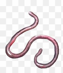 Earthworm Worm Png - Snake Transparent Cartoon Jingfm Lombriz Png,Worm Png