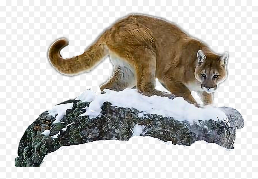 Puma Cougar Mountainlion - Sticker By Taliafera Cougar Png,Cougar Png