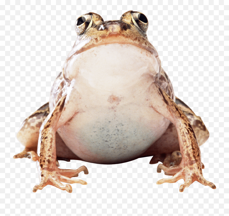 Frogs Transparent Png Images - Toad Transparent Png,Frog Transparent Background