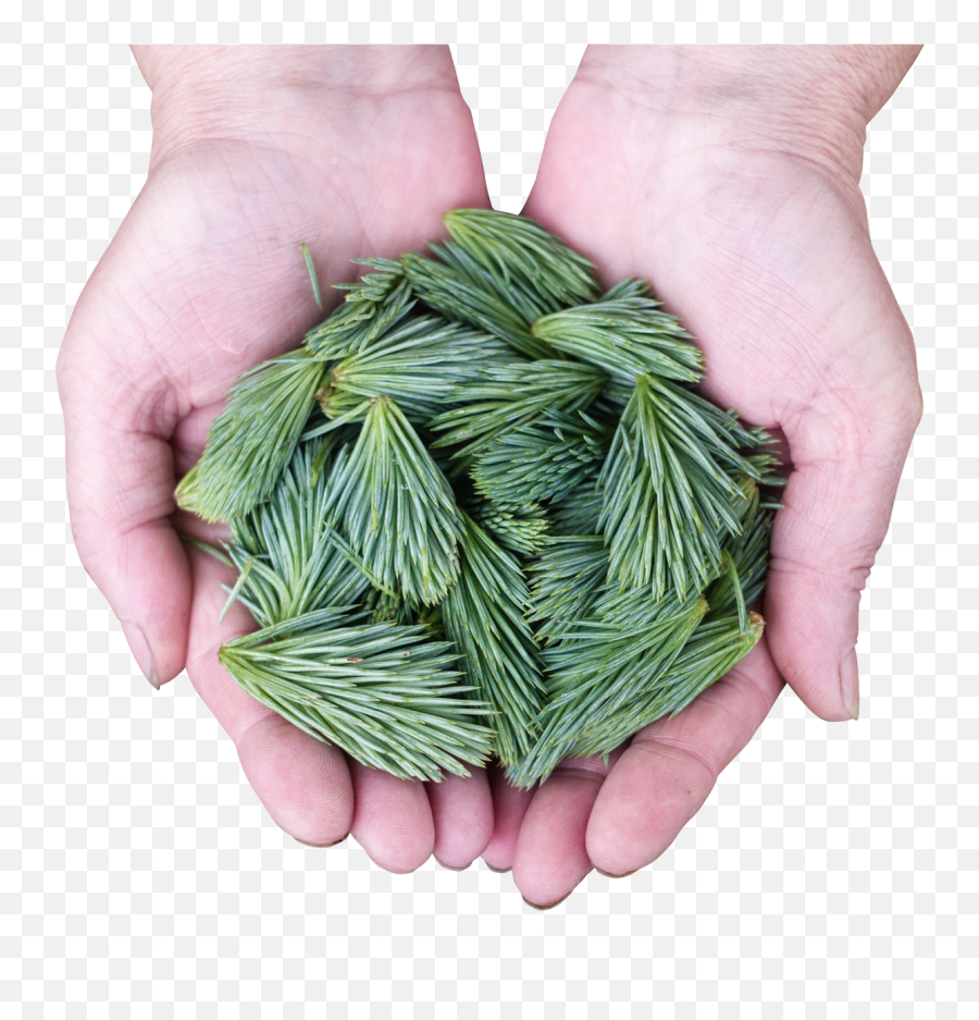 Pine Leaves Png Transparent Image - Pngpix Portable Network Graphics,Tree Leaves Png