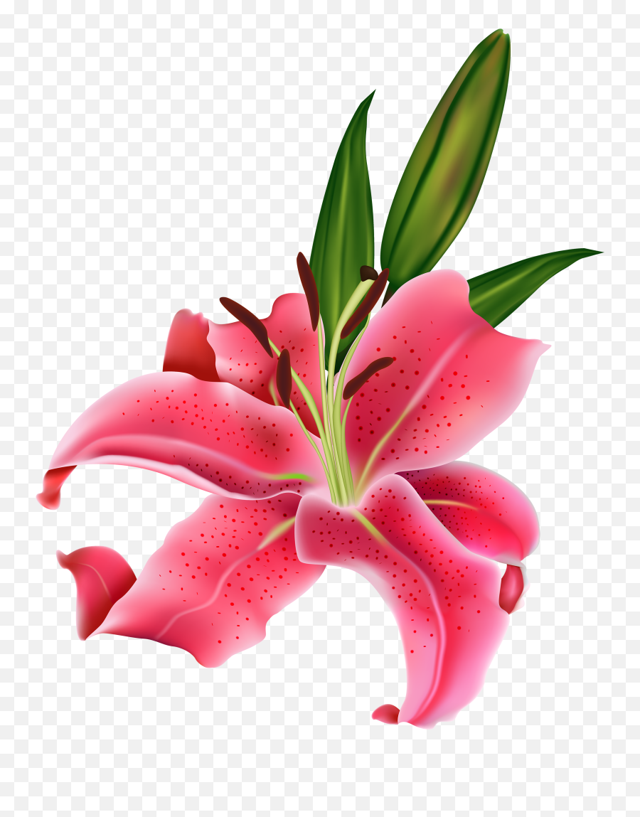 Pink Flower Lily Png Transparent - Calla Lily Lilies Flower Png,Lily Transparent Background