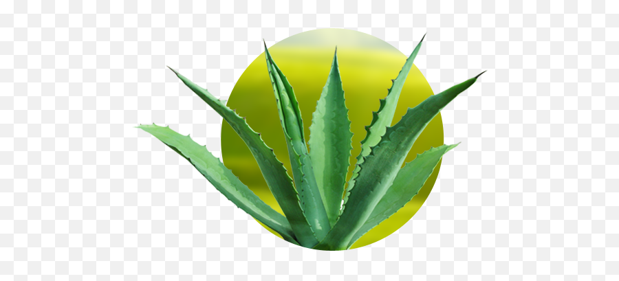 Penca De Maguey Png 4 Image - Agave Cactus,Agave Png