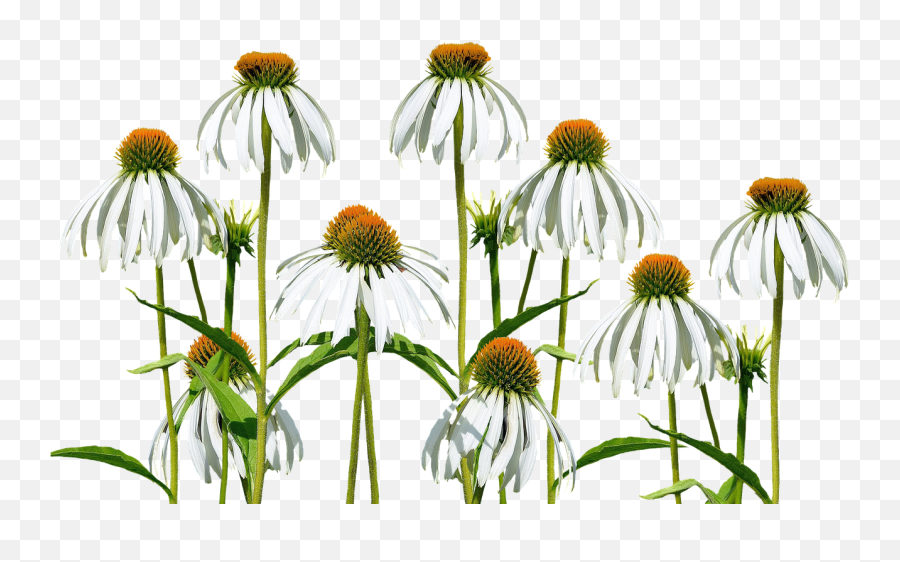 Flower Meadow Flowers Wild - Free Photo On Pixabay Sweet Coneflower Transparent Background Png,Wild Flowers Png