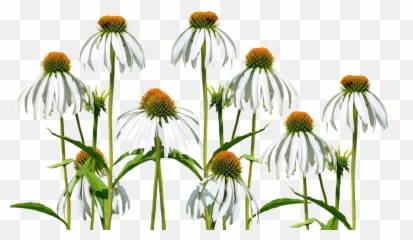 Flower Meadow Flowers Wild - Free photo on Pixabay Sweet Coneflower Transparent Background png
