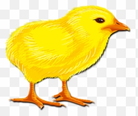 Hair Chicken Rooster Chick Transprent Png Free - Chicken Anak Ayam Gambar Kartun,Chicken Clipart Png