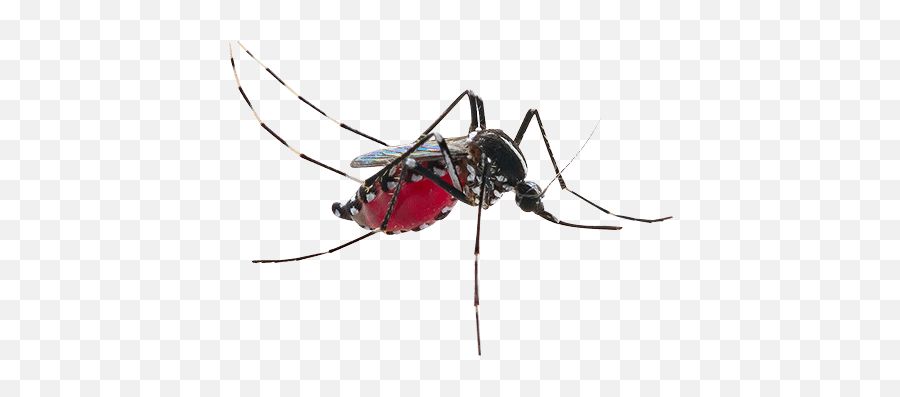 Mosquito Control Program - Lp 2019 Top Turf Nyamuk Yang Tidak Berbahaya Png,Mosquito Transparent Background