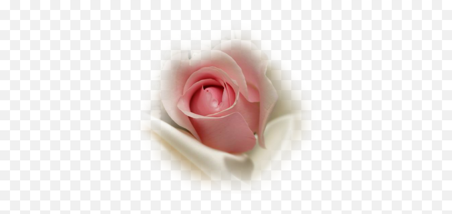 Index Of Userstbalzeflowerrosespng - Transparent Pink Rose Bud,Pink Roses Png