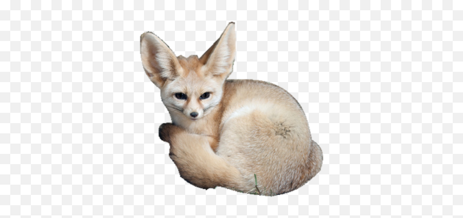 Fennec Fox - Roblox Kit Fox Png,Fennec Fox Png