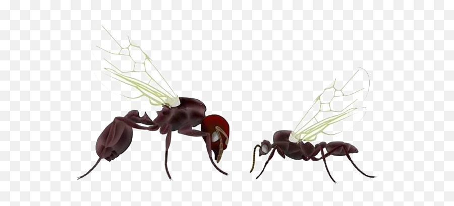 Ants Png Free Images - Queen Ant,Ants Png
