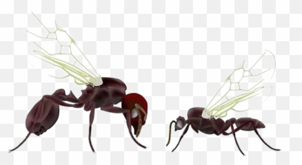 Ants Png Free Images - Queen Ant,Ants Png