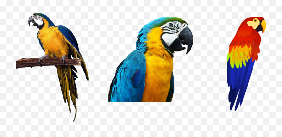 Parrots Photos - My Site Transparent Background Parrot Png,Parrot  Transparent - free transparent png images 