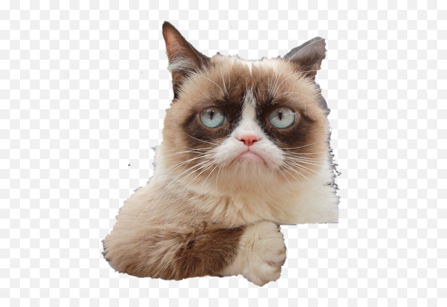 Download Grumpy Cat Sticker - Snowshoe Png,Grumpy Cat Png