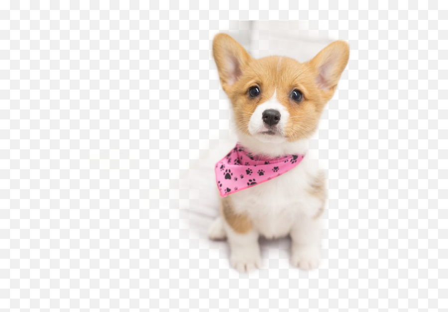 This Corgi Is Too Cute Puppy Adorable Cuteanim - Corgi Puppy With Angel Wings Png,Cute Dog Png
