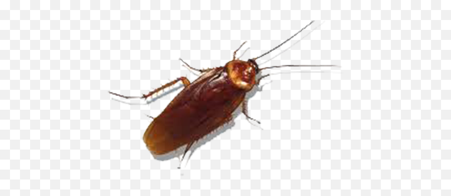 Insect German Cockroach Pest - Cockroach Png Transparent,Cockroach Png