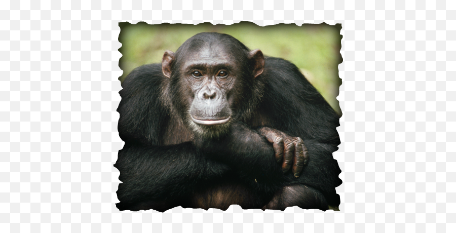 Organism Interaction - Chimpanzee With Human Eyes Png,Chimpanzee Png