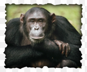 Organism Interaction - Chimpanzee With Human Eyes Png,Chimpanzee Png