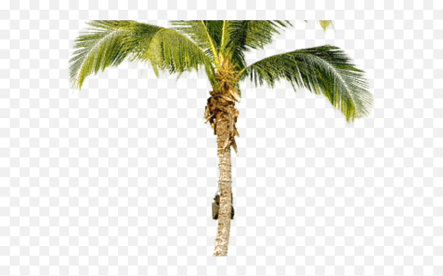Download Palm Tree Png Transparent - Download Free Png Palm Tree,Palm Tree Png Transparent