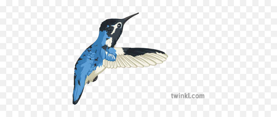 Bee Hummingbird Illustration - Twinkl European Swallow Png,Hummingbird Png