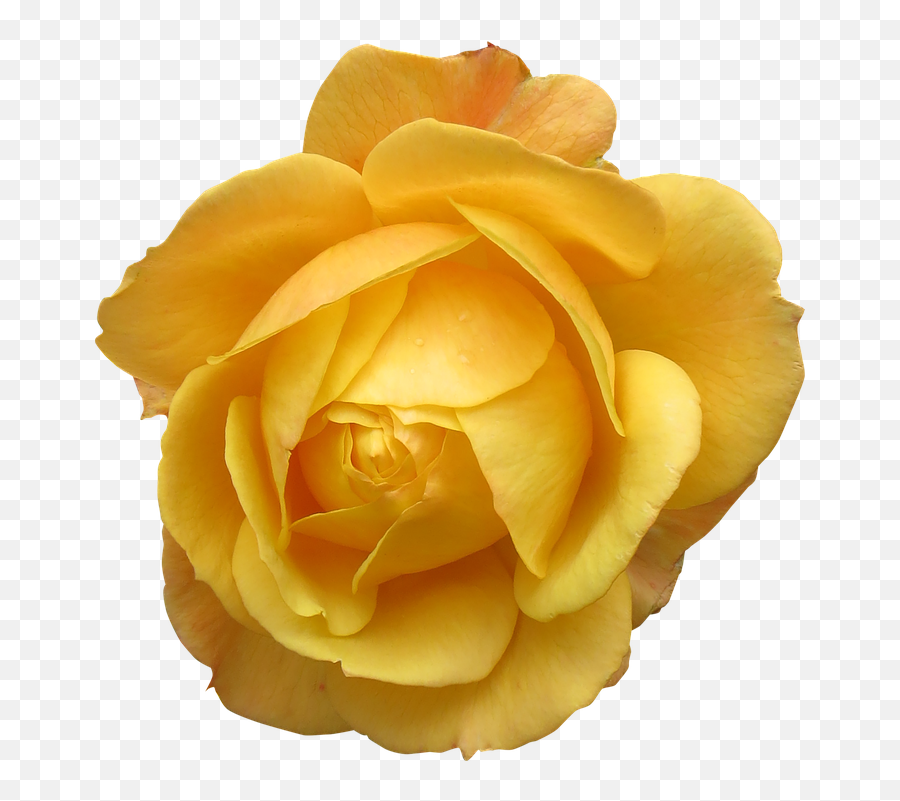 Yellow - Yellow Rose Without Background Png,Yellow Roses Png