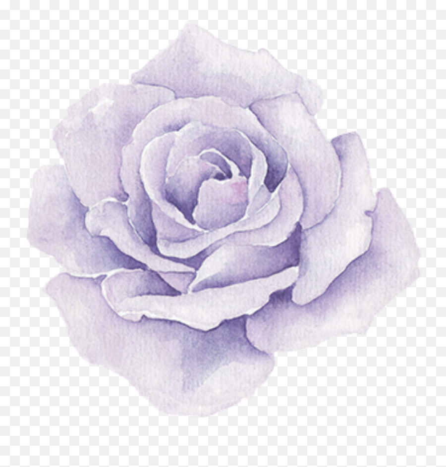 Purple Roses - Transparent Png Watercolor Flowers Png,Watercolor Rose Png