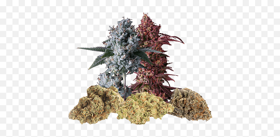 Marijuana Flower - Language Png,Indica Icon
