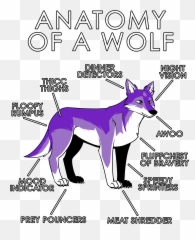 Purple Wolf Png - Anatomy Of A Wolf Anatomy Of A Wolf Anthro Wolf Furry Base,F2u Icon