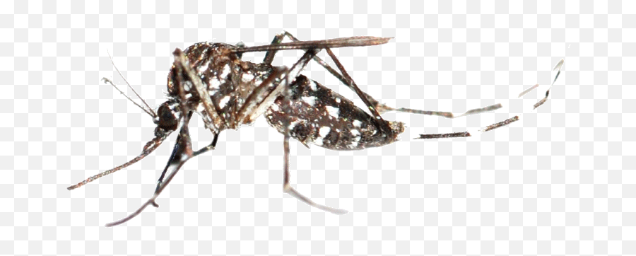 Mosquito Png - Aedes Aegypti Fiebre Amarilla,Mosquito Transparent