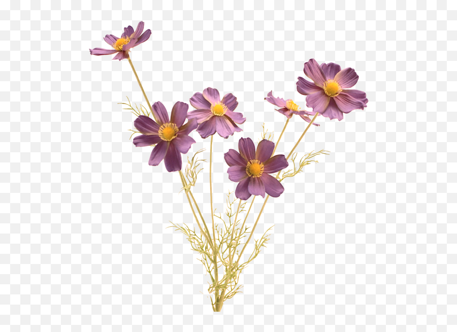 Flower Stem Png Transparent - Lord Bless You And Keep You,Flower Stem Png