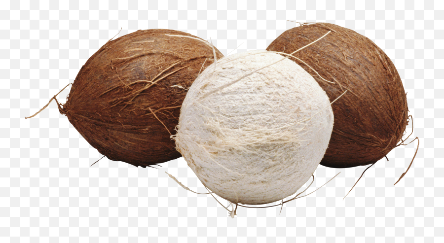 Download Hd Coconut Icon Clipart - Coconut Transparent Png Group Of Coconuts Png,Coconut Icon
