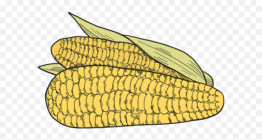 Vegetables Clipart - Corn Kernels Png,Corn Clipart Png