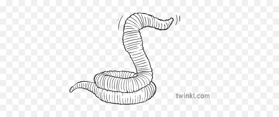 Stylised Earthworm Worm Ks2 Bw Rgb - Caterpillar Png,Earthworm Png