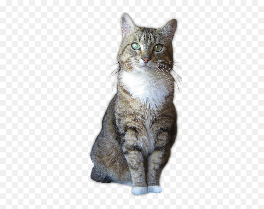 Happy Cat Png 3 Image - Domestic Cat,Cat Png Transparent