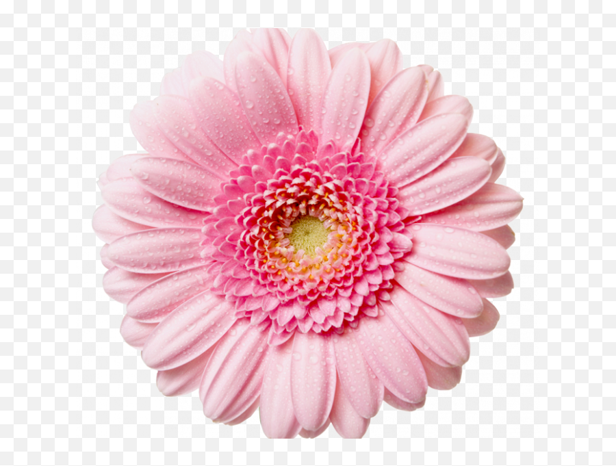 Pink Flower Transparent Background - Transparent Background Clipart Flower Png,Pink Flower Transparent Background