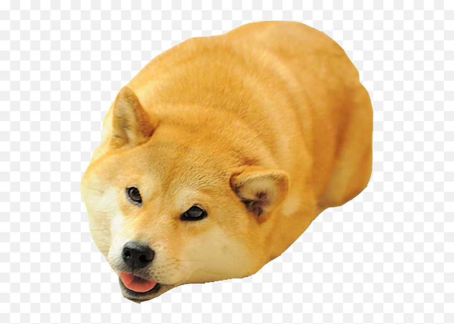 Download Shiba Dogu0027s Head Messages Sticker - 2 Dog Meme Png Shiba Inu Head Transparent,Dog Head Png