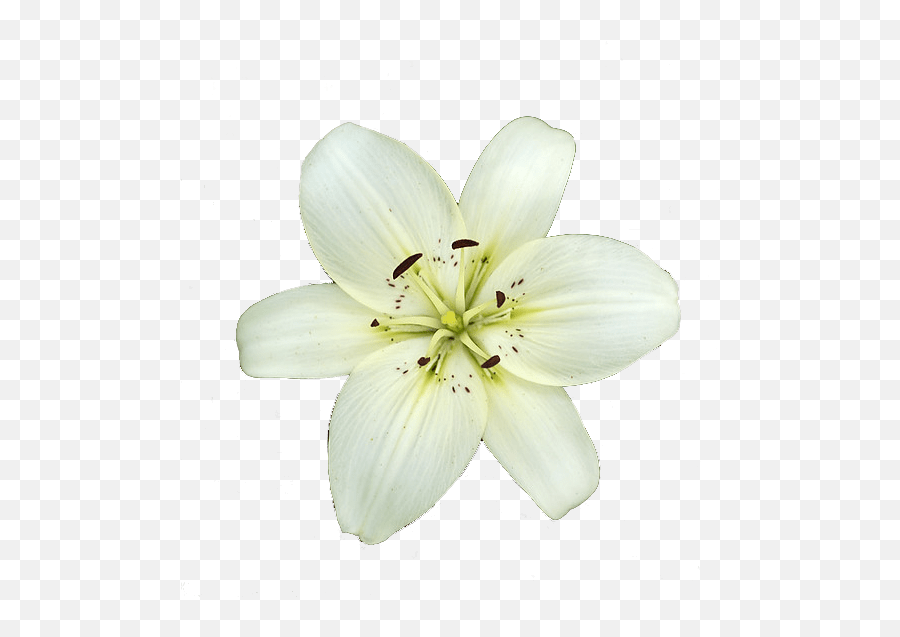 White Lily Flower Transparent Png - Lily Flower Transparent Background,Lily Transparent Background
