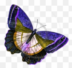 Download Yellow Butterfly Png Image With No Background - Illustration,Yellow Butterfly Png