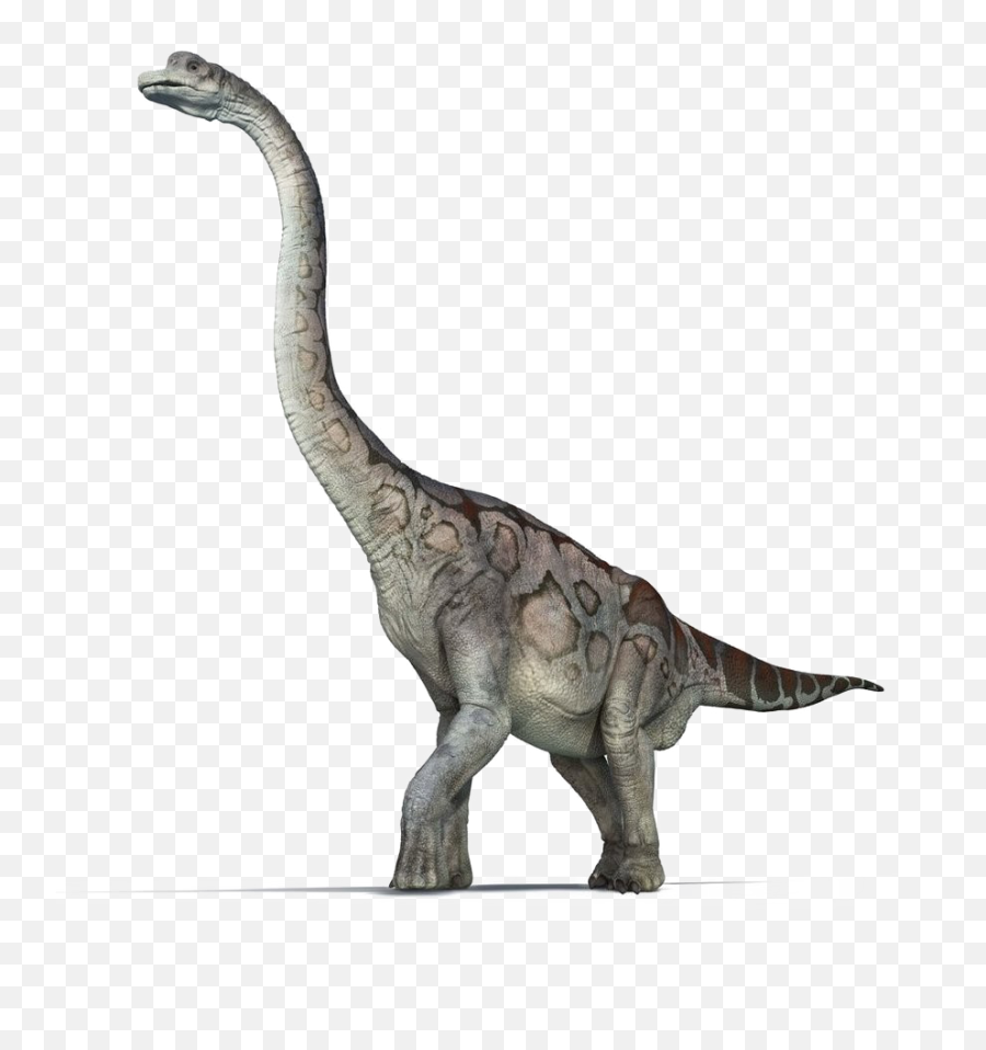 Download Brachiosaurus Png Pic - Dinosaurs With No Background,Brachiosaurus Png