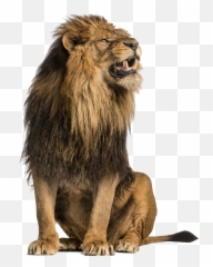 Transparent Background Lion Png Images - White Wallpaper Stock