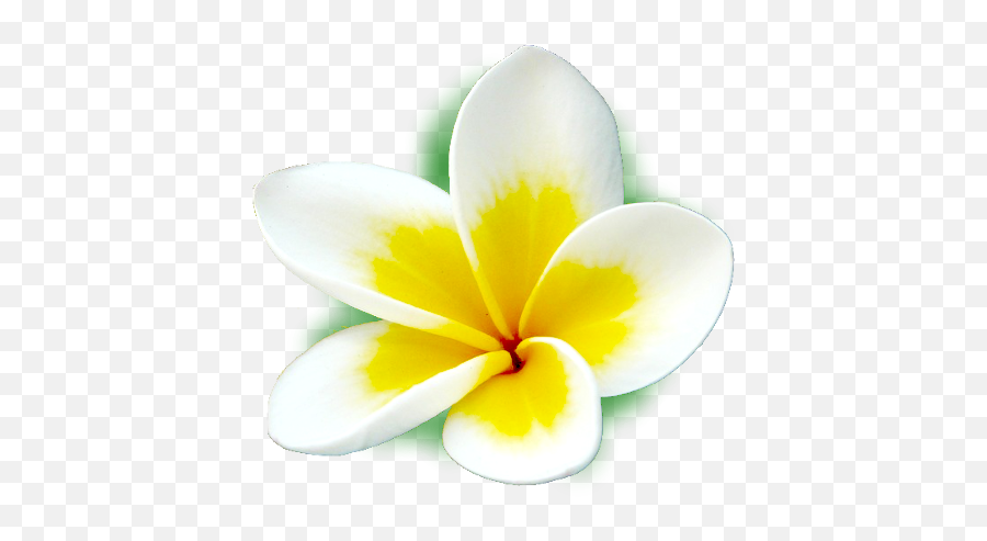 Frangipani Icons U2013 Apps - Frangipani Png,Plumeria Flower Png