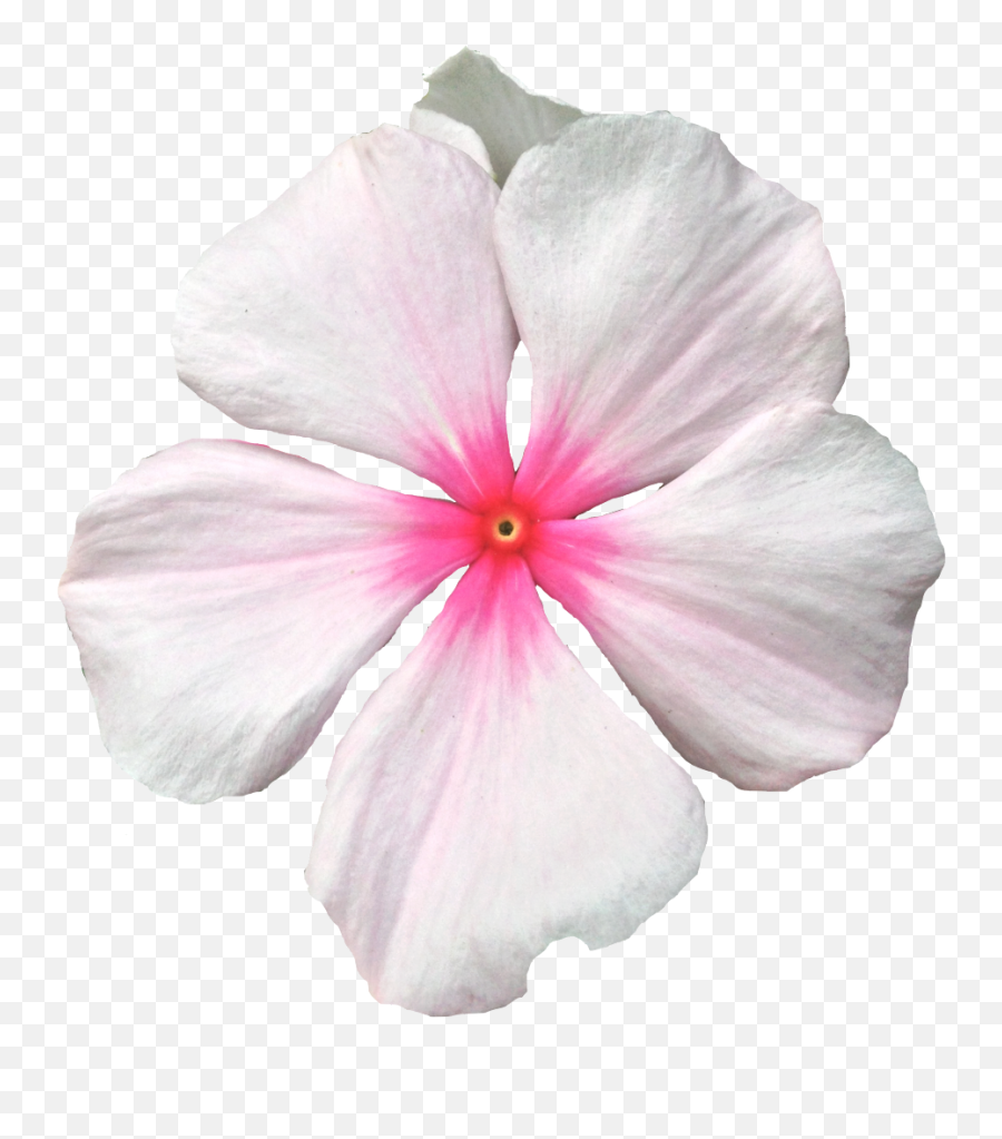 Rosemallows - Transparent Flower Crown Png Background Png Periwinkle,Flower Crown Transparent