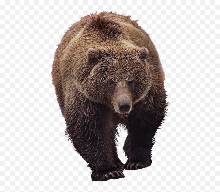 Bear Grizzly Mundo Animal - Foto Gratis En Pixabay Grizzly Bear Counseling Png,Oso Png