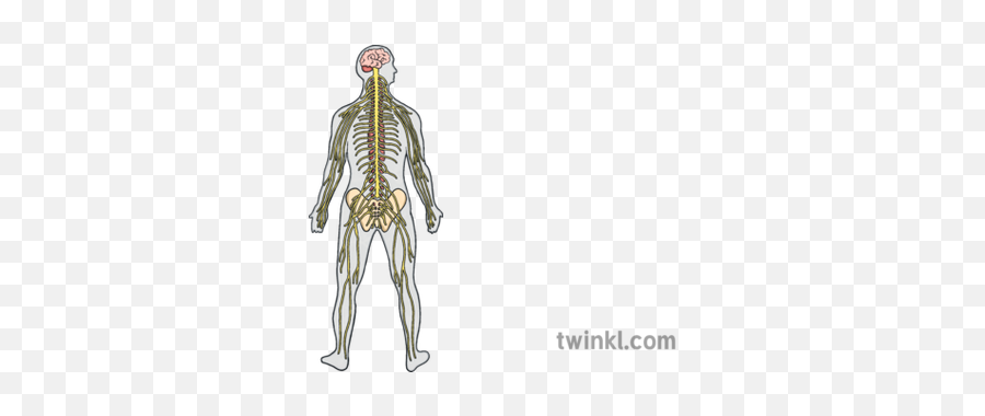 Nervous System Anatomy Science Biology Human Body Mps Ks2 - Illustration Png,Nervous System Png