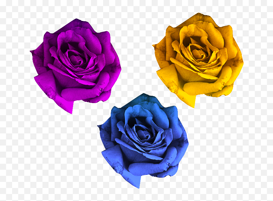 Rose Flowers Png Free - Flowers Png For Photo Shop,Rose Flower Png