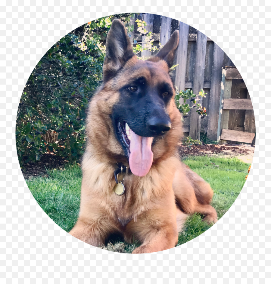 Download Sienna - Circular Old German Shepherd Dog Hd Png Old German Shepherd Dog,German Shepherd Png