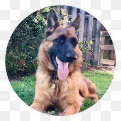 Download Sienna - Circular Old German Shepherd Dog Hd Png Old German Shepherd Dog,German Shepherd Png
