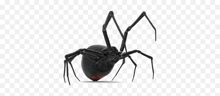 Spider Control In Apple Valley California The Best Service - Black Widow Png,Black Widow Spider Png