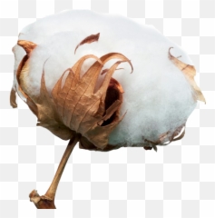 Cotton Png Transparent Images Free Download Real - Cotton,Cotton Png