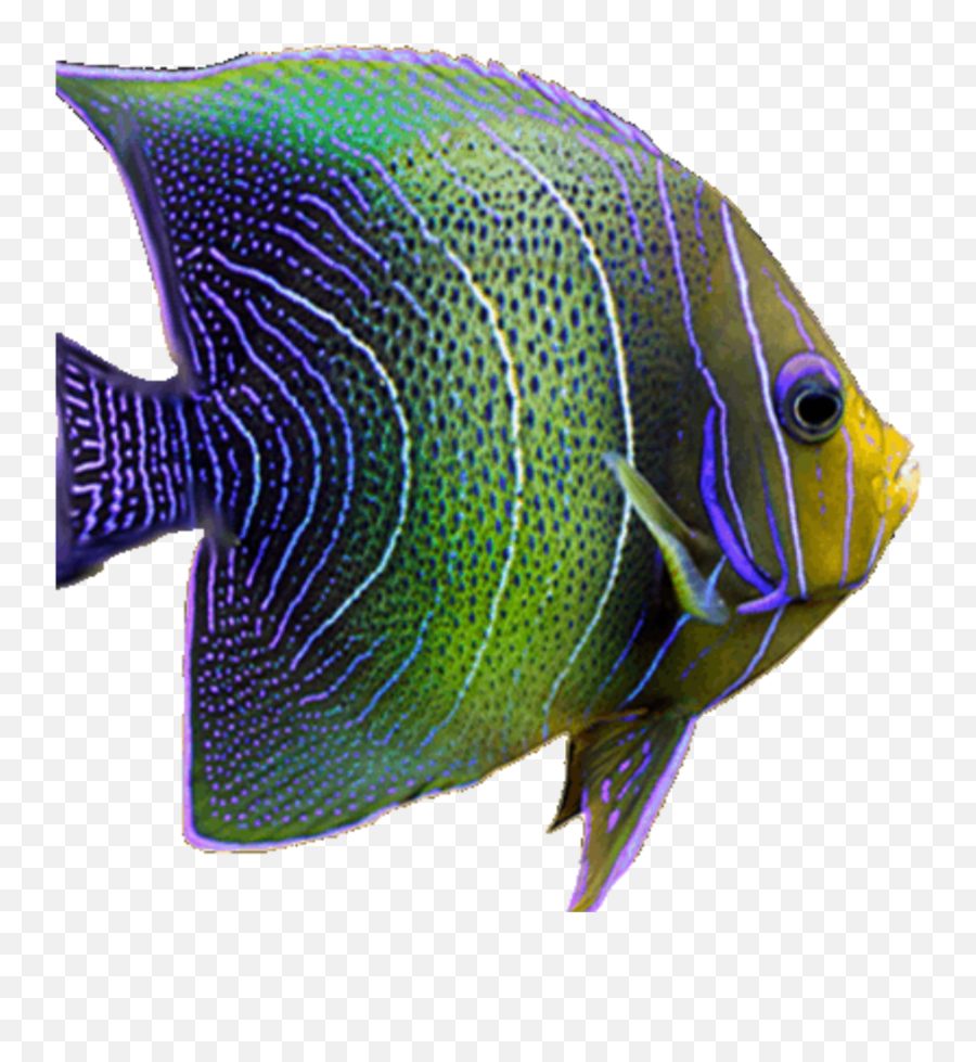 Download Fish Neon Tropical Sea Fishes - Coral Reef Fish Png,Fishes Png