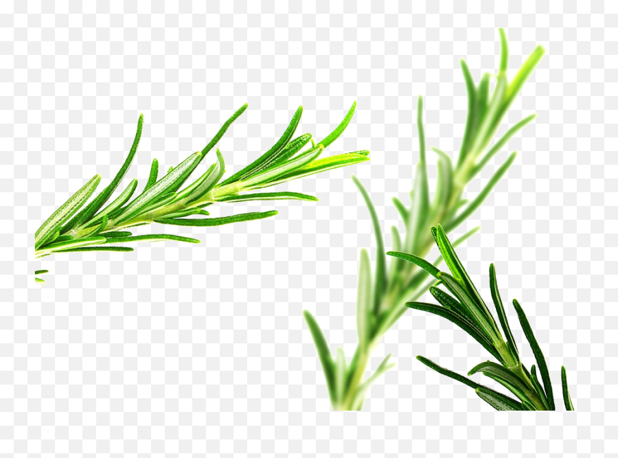 Rosemary Png Pic - Oleo De Alecrim Cabelo,Rosemary Png